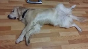 Собачьи сны