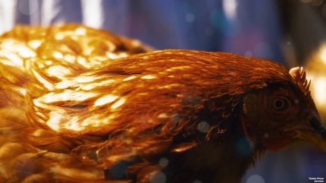 «Я тебя петухом сделаю, если не женишься на ней» сказал, вернувшись из заключения брат девушки… смотреть онлайн