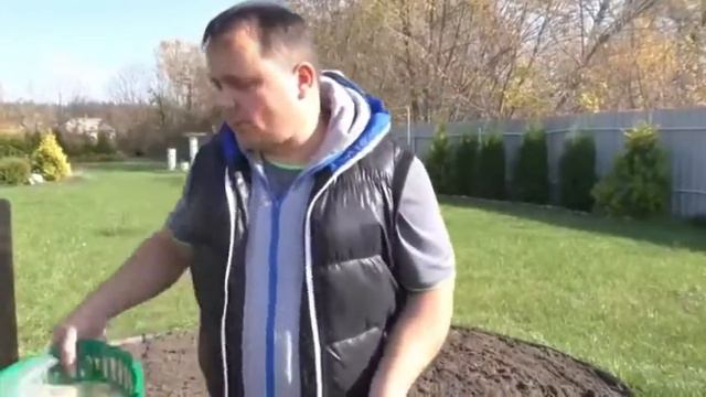 Высаживать тюльпаны из Амстердама, голландские или по голландской технологии!