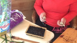 Драцена. Обрезка и черенкование.