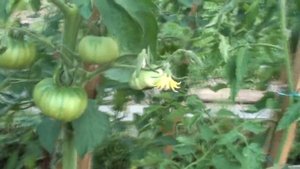 Томат Черный Русский бордовый крупный и очень вкусный