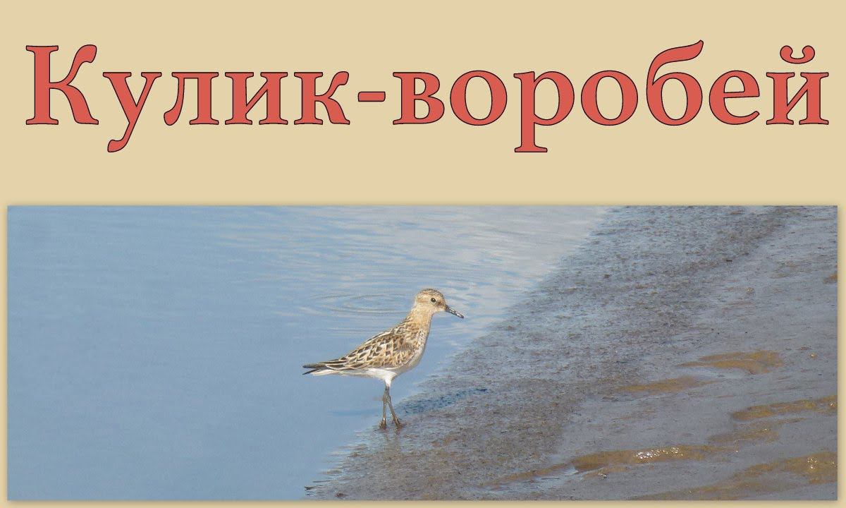 Кулик-воробей