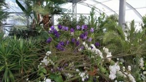 Insel Mainau  - Orchideenschau "Inseln voller Blüten"