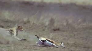 Гепард охотиться (замедленная съёмка)