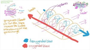 Gas Exchange in Fish - Countercurrent Principle and Head Dissection | Revision for Biology A-Level