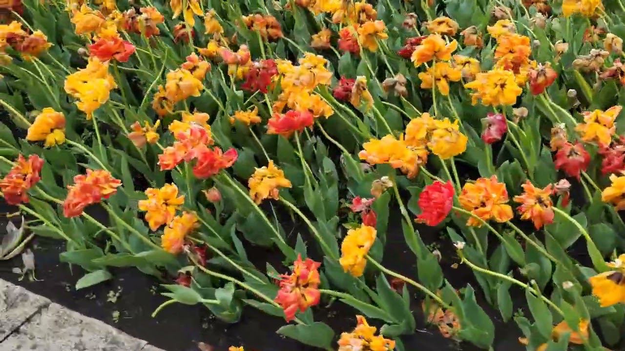 Дождливый парк Цветник в Пятигорске. 2 мая 2023 смотреть онлайн