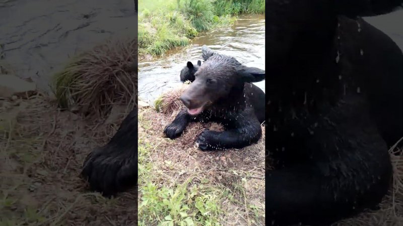 Буржуй приглашает меня покупаться.