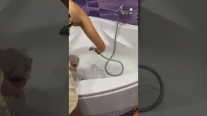 Первое купание щенка бишон фризе. first bathing of a Bichon Frize puppy