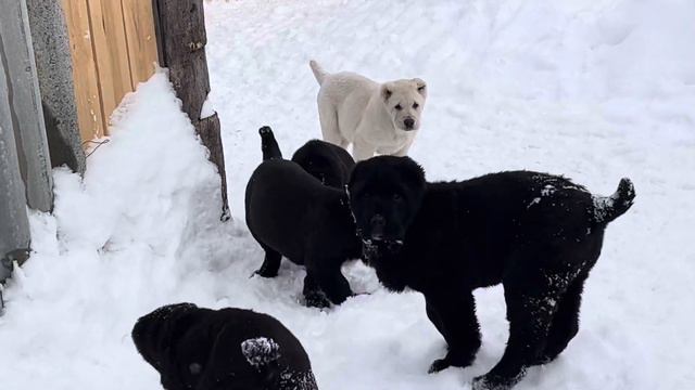 щенки алабая из питомника Аз марал 89278137957 ватсап #среднеазиатскаяовчарка #алабай #щенкиалабая смотреть онлайн