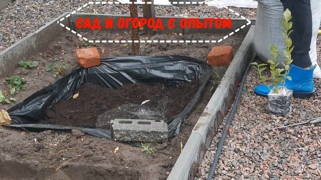 #посадкаголубики Лучшая и правильная посадка Голубики садовой проверенно временем и опытом