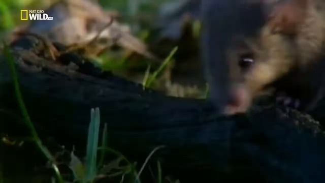 Топ 10 самых необычных существ смотреть онлайн