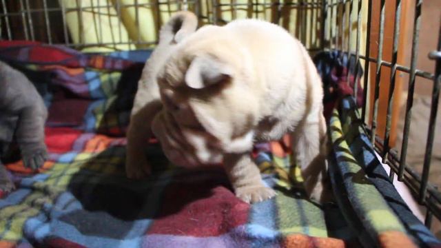 щенки шар-пея , мальчики 2 смотреть онлайн