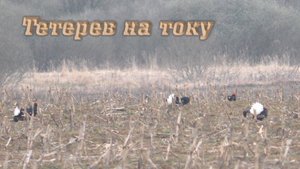 Наблюдение за тетеревами на току. Красивые кадры.