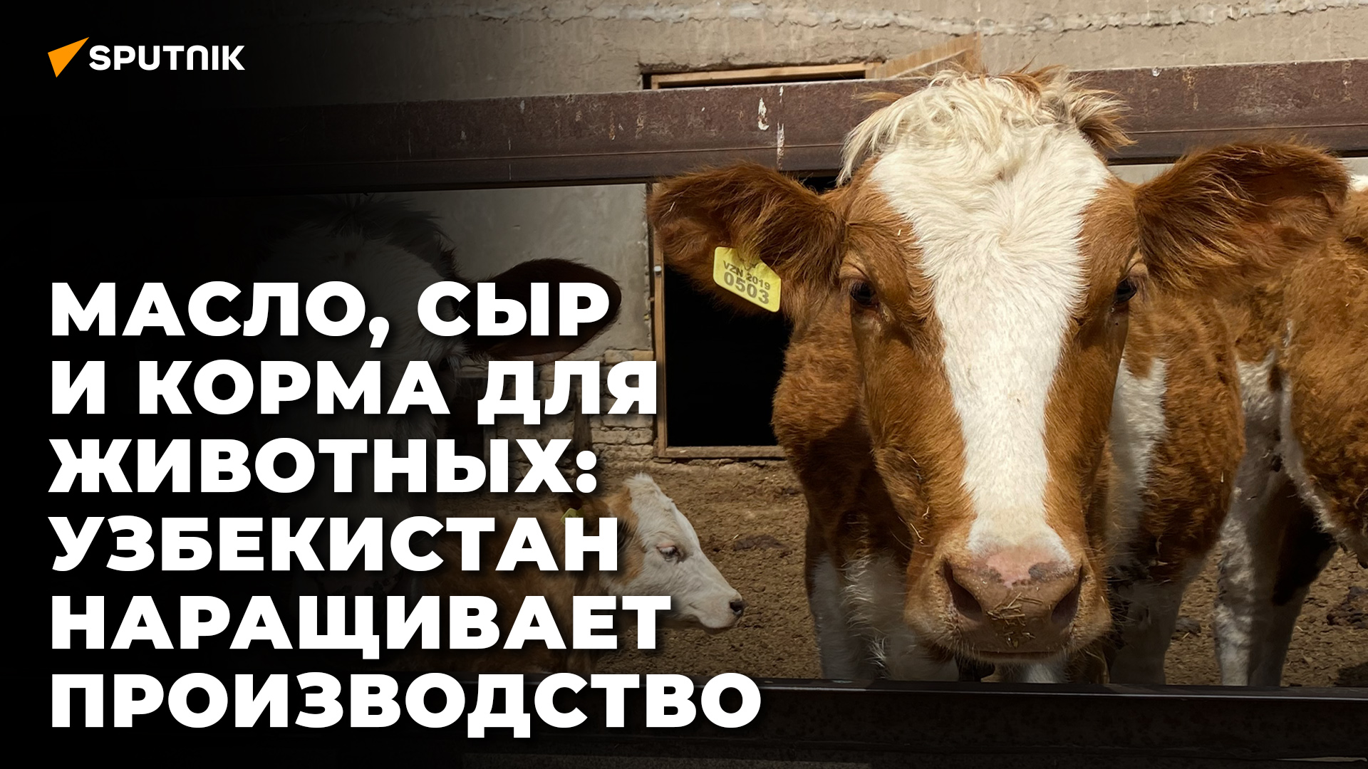 Какие новые продукты будет производить Узбекистан