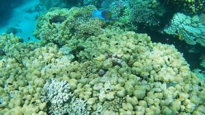 Риф отеля Coral Sea Imperial Sensatori Resort_2021