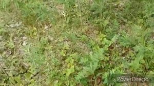 Грибы начинают расти/Первые грибы на Урале.