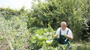 Светло-зеленые пятна на листьях кабачков.Что это за болезнь?