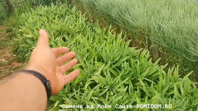 Посадил и забыл! А Чой — Тайваньский Мечелистный Салат Yu Mai Tsai 油麦菜