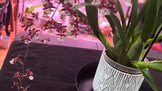 Sharry Baby Update September 2022 Sharry Baby Update #sharrybaby #orchid смотреть онлайн