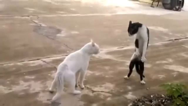 Неадекватное поведение кота  Коте каратист!