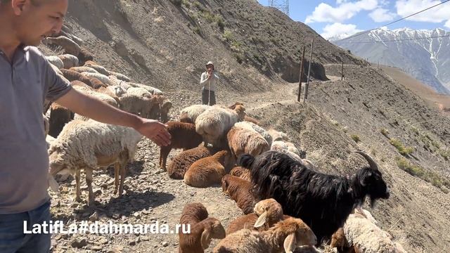 Овцы гузнской породы и аборигенные САО Таджикистана саги дахмарда Акаи Назима из Гузна смотреть онлайн