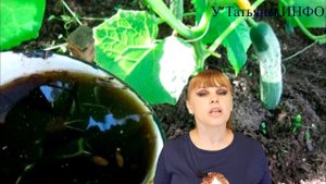 Огурцы: чего не хватает огурцам на грядке?