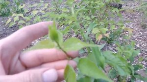 Прививка абрикоса на сливу