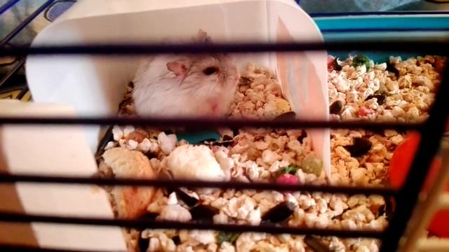 Хомячок зевнул смотреть онлайн