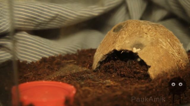 Паучок Амик: Паук собрался линять / Черный вельветовый птицеед brachypelma vagans смотреть онлайн