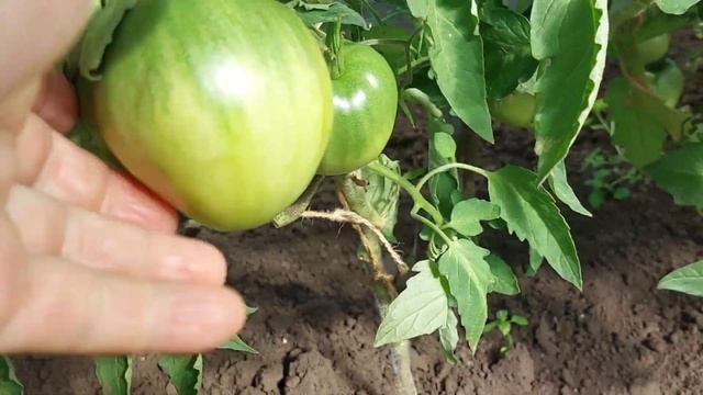 Обзор огородика 2 июля. смотреть онлайн