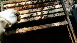 Карника австрийской селекции от Антона Реберника. Матка 2018г.