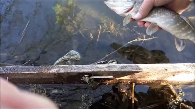 Уловистые воблеры. Воблер Rapala X-rap.