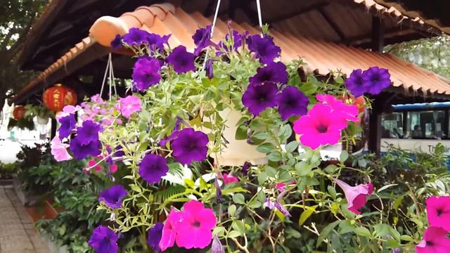 Hoa Dạ thảo nở quanh năm, với nhiều màu tươi đẹp смотреть онлайн