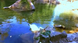 New Baccara - Fantasy boy