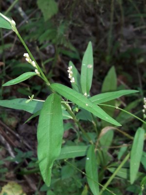 137. Горец малый - Persicaria minor