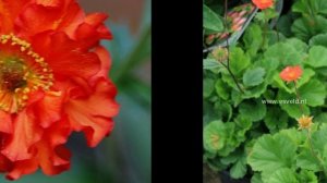 ГРАВИЛАТ  (GEUM)  сем. Розоцветные