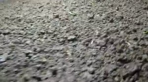 Зимняя теплица при -30 на улице. Всходит укроп.