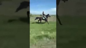 Скоростной иноходец