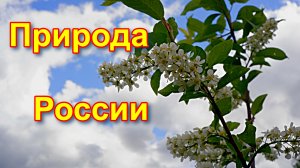 ПРИРОДА РОССИИ соловей лес река цветы звуки природы