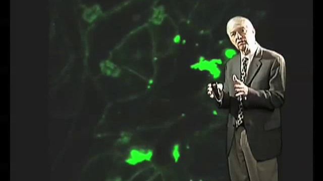 The spread of Tobacco Mosaic Virus - Roger Beachy (Donald Danforth Plant Science Center) смотреть онлайн