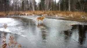 ХМАО Радужный  Рыбалка на Еты-Пуре и Худатей-ях