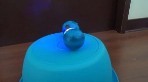 Shark Toy with Colorful Soccer Ball Toys Football Light Up Spinning Tops!