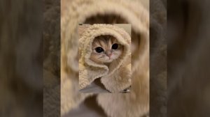 Mirele - Я бы хотела стать котёнком спать кушать спать спать speed up