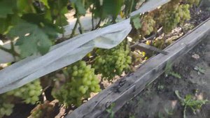 Виноград в Омске, сезон 2021, предварительные результаты этого сезона