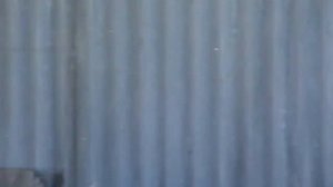 Гуси Холмогорской породы.