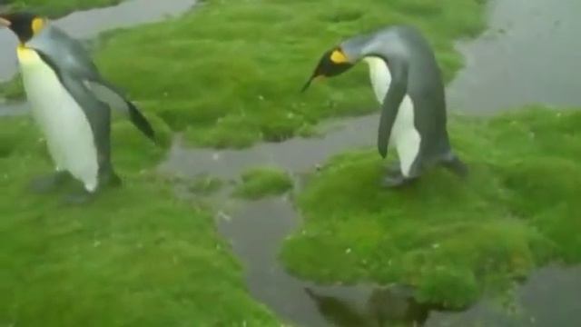 Пингвины не могут лужу перейти.flv смотреть онлайн