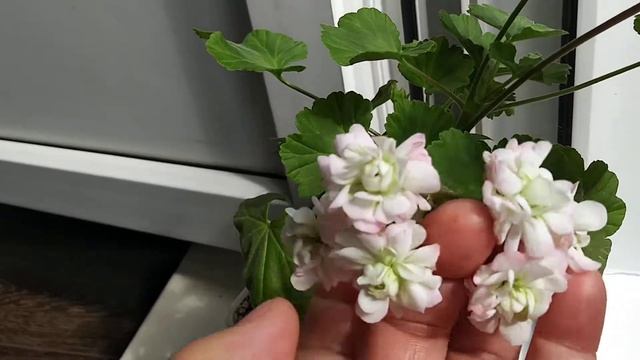 Пеларгония April snow смотреть онлайн