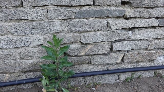 Поселилась змея на участке. Часть 2. смотреть онлайн