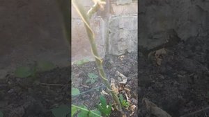 Формировка маракуйи (пассифлоры или страсноцвета съедобного)