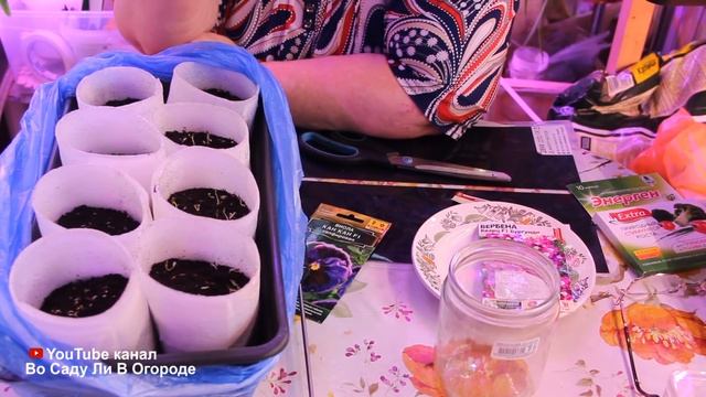 КАК ПОВЫСИТЬ ВСХОЖЕСТЬ СЕМЯН. ПОСЕВ ВИОЛЫ И ВЕРБЕНЫ.